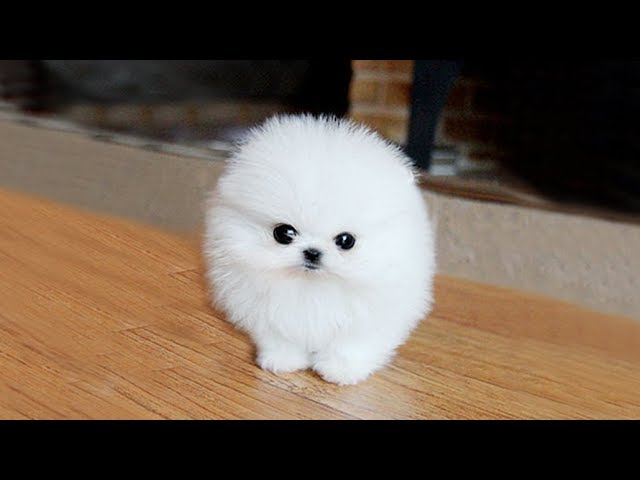 POMERANIAN THE CUTEST DOGS - Bilibili