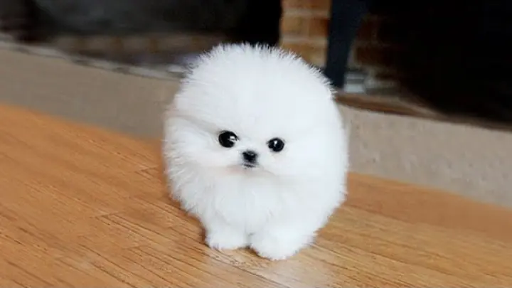 whats the cutest dog breed in the world