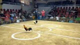 3cock derby 2nd fight win