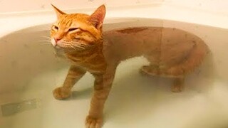 Funniest Cat Videos in the World #3 - Funny Dogs and Cats Videos