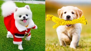 Baby Dogs - Cute and Funny Dog Videos Compilation #18 | Aww Animals
