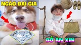 Thú Cưng Vlog | Ngáo Husky Troll Bố #13 | Chó thông minh vui nhộn | Smart dog funny pets