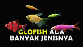 GAK CUMA BLACK TETRA TERNYATA ADA BANYAK JENIS IKAN GLOFISH YANG DAPAT DIPELIHAR