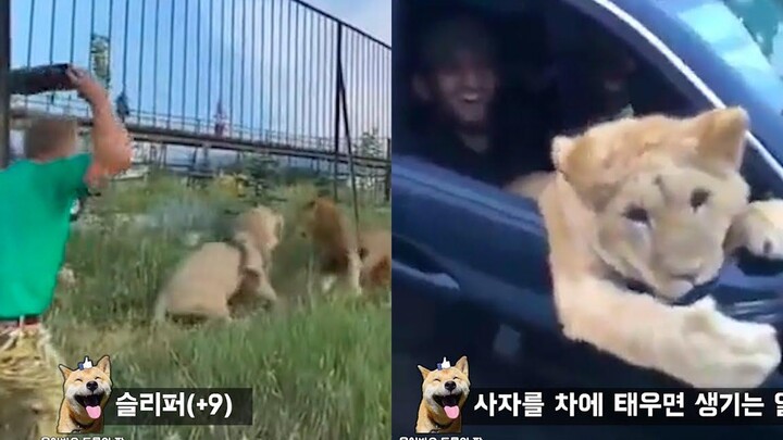 วิธีหยุดการต่อสู้นองเลือดของสิงโต Funny Animal Meme