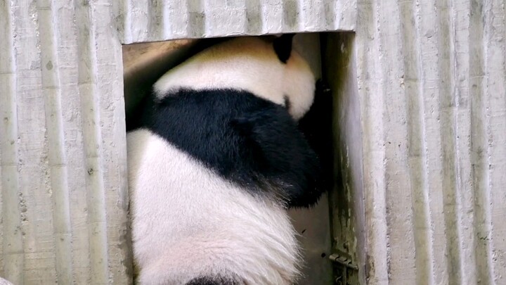 The panda wants to go inside due to the hot weather