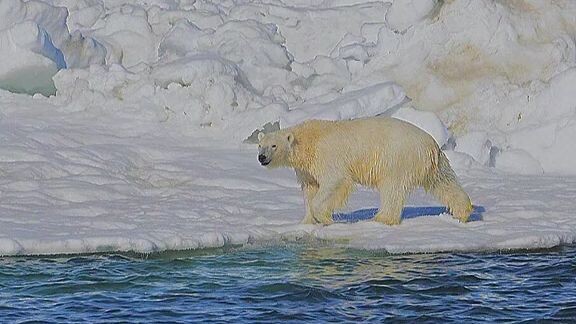 Poor Polar Bears :((