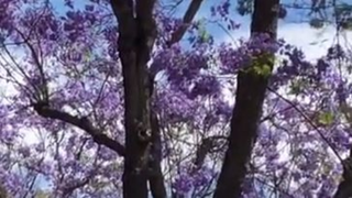 Du lịch nước Mỹ_ cung đường hoa phượng tím lãng mạn California