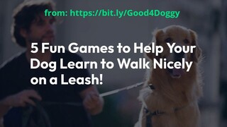 5 Fun Games to Help Your Dog Learn to Walk Nicely on a Leash