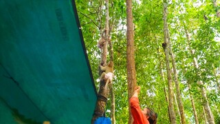 Wow, Very brave girls!! Mom trying to ask tiny Toto & Yaya to go down from the very top high tree