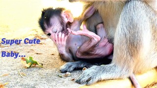 Sweet Younger Mother Monkey who's First Baby, Rany Try Caring Newborn Baby with Support from Family