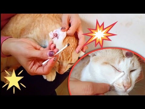 Cat Ears Cleaning  | Meow Family | Outdoor orange cats