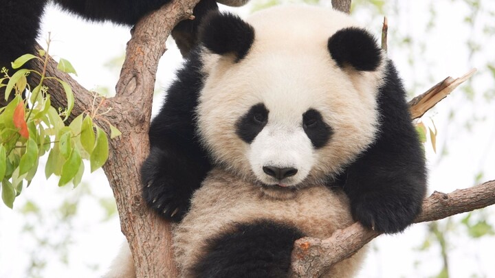 Panda Xue Bao Chasing the Bird