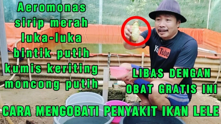 Cara mengobati penyakit pada ikan lele tanpa modal ( GRATIS )