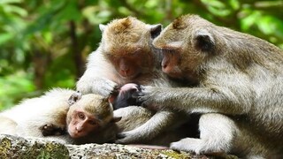 How To Monkey Relax With Baby, Monkey Live With Nurture Look Very Simple, Monkey Group Amari