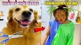 Thú Cưng Vlog | Chó Gâu Đần Golden Troll Mẹ #10 | Chó gâu đần vui nhộn | Smart dog golden funny