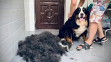 [Hewan] Menyisir Rambut Anjing Gunung Bernese