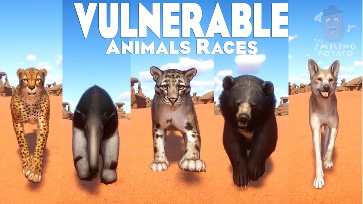 Vulnerable Animals Speed Races in Planet Zoo included Cheetah, Koala, Dingo, Clouded Leopard & etc