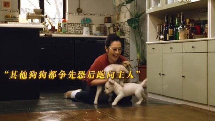 主人测试那条狗狗最适合当导盲犬，结果一群狗想她冲过来！一口气看完高分电影《导盲犬小Q》