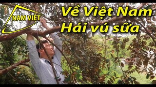 Việt Kiều ghé nhà đòi leo cây hái vú sữa - Nam Việt 91