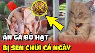 Bé Mèo Mập bị Sen chửi cả ngày vì thói quen "ĂN GÀ BỎ HẠT" 😂 | Yêu Lu