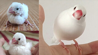 นก White Java sparrow เชื่อฟังเหมือนหมาเลย บันทึกตั้งแต่เดือน 1 - 8