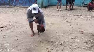 high-action hatch  🐔