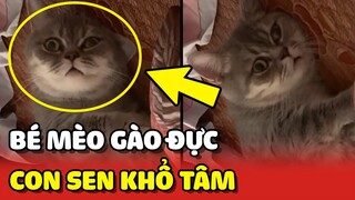 Nỗi KHỔ TÂM của con Sen khi bé mèo đến mùa GÀO ĐỰC 😂 | Yêu Lu