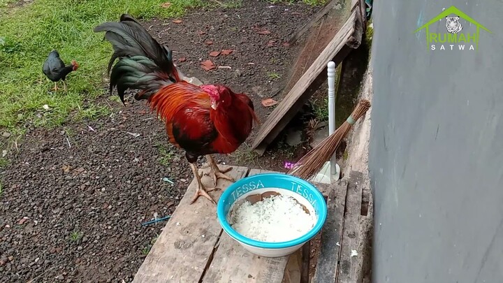 Ayam Jago Makan Nasi