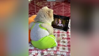 Con nhà ngta 🐶🥰. Hông phải con nhà tui😂 chócute thúcưng thúcungvuinhon pets doglover xuhuong