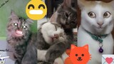 Kompilasi Video Kucing Lucu Efek Lockdown