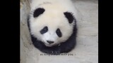 【Giant panda】"Is this a national treasure?"