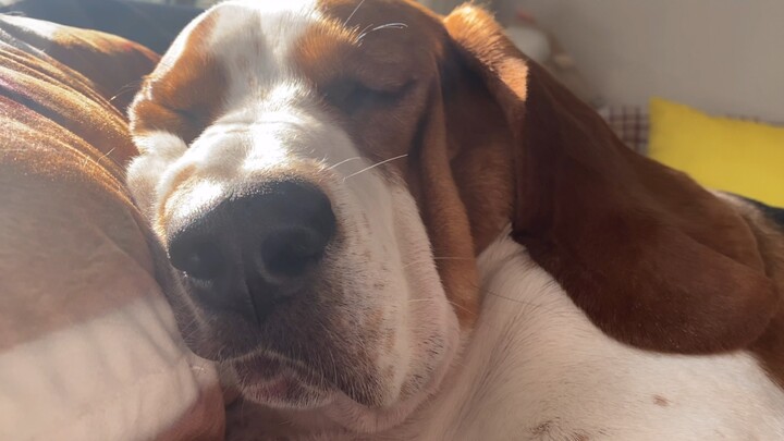 [Anjing] Tidur dengan Pulas