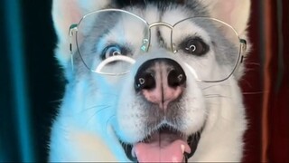 Mễ Tu Mi Xiu có kính mới #Husky