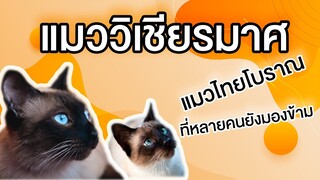 EP18 : แมววิเชียรมาศ แมวไทยโบราณที่หลายคนยังมองข้าม