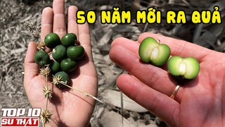 Quả cây tre, hoa bắp cải và những thứ hoa quả CỰC HIẾM 50 năm mới gặp 1 lần?