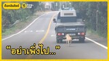 น้องหมาวิ่งตามรถบรรทุก...เพื่ออะไรบางอย่าง | Dog's Clip