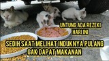 Momen Menyedihkan Saat Induk Kucing Mengajak Anaknya Neduh Di kolong Mobil Karena Tak Punya Rumah..!