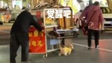 Brave puppy walks forward with heavy load