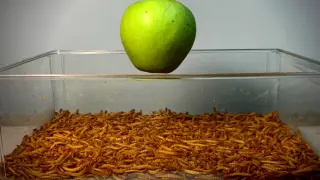 How many days does it cost for a host of worms to consume an apple?