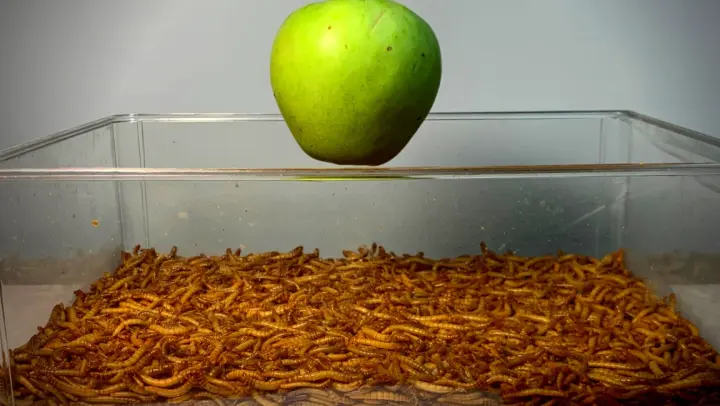 How many days does it cost for a host of worms to consume an apple?