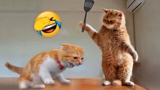 🤣 Funniest Animals 😂 Funniest Cats and Dogs Videos 😺🐶 #28 | Kawaii Pets | TikTok Compilation