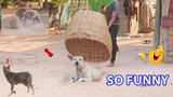 Prank Dog with Super Handmade Basket So Funny! Must Watch