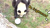 [Hewan]Panda Meletuskan Balon dan Mengagetkan Dirinya Sendiri