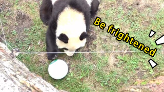 [Hewan]Panda Meletuskan Balon dan Mengagetkan Dirinya Sendiri