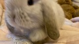 [Lop-Eared Rabbit] Eating Carrots And Falling Down