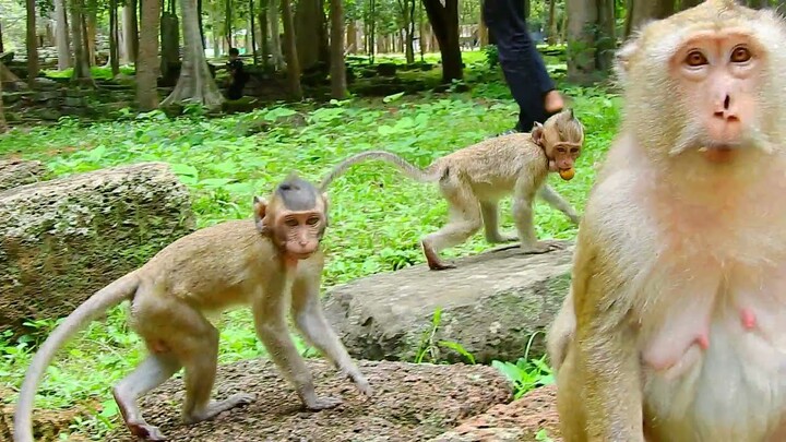 Ahh Orphan Baby Monkey Scare Each One, Monkey Try Escape Far From Each Other, Baby Monkey Scare