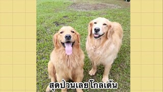 เพื่อนตัวน้อย สัตว์เลี้ยงแสนซน : สุดป่วนเลยโกลเด้น