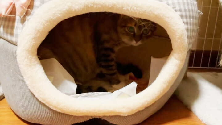 [Cat] Giving birth