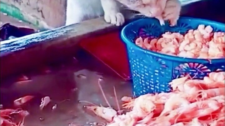 The pregnant stray cat was so weak that it ate secretly at the shrimp stall. The lady who peeled the