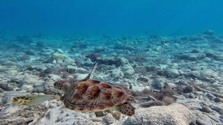 Turtle, ocean